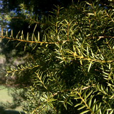 Totara Branches at Potehetehe Stream Okahu Valley